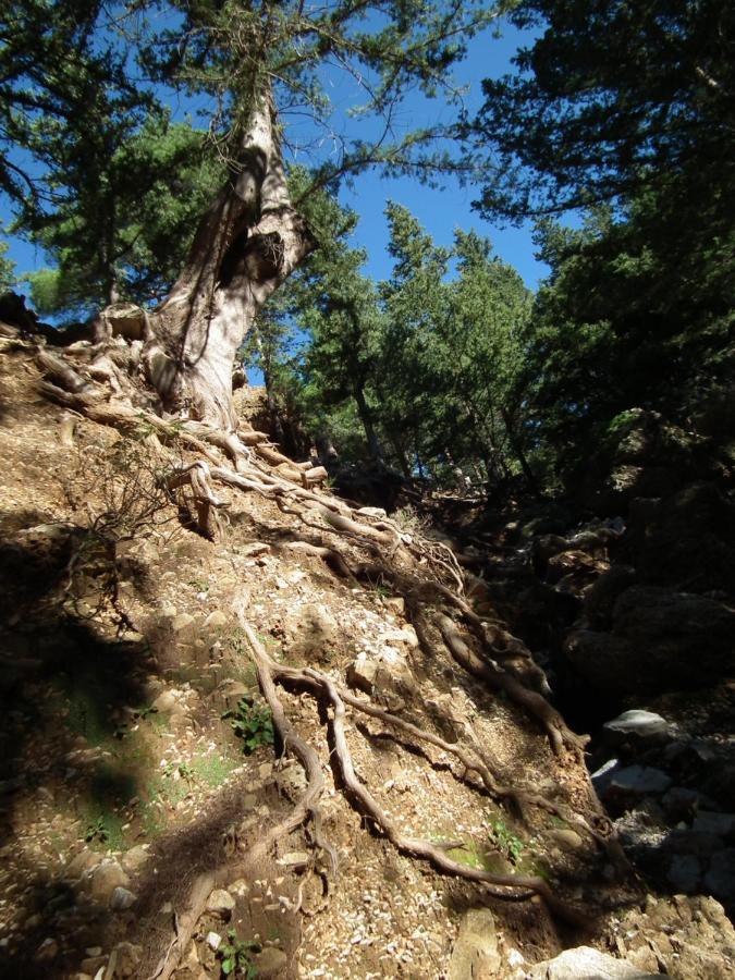 Echo Traditional House - Ηχώ Παραδοσιακό Σπίτι Embonas Экстерьер фото